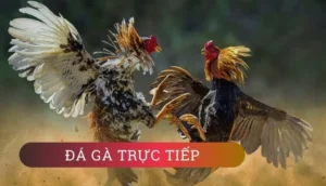 Cách Chơi Đá Gà WS168 Tại Vin777 Hấp Dẫn Cho Tân Thủ