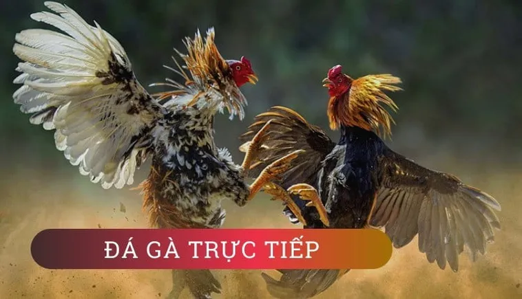 Cách Chơi Đá Gà WS168 Tại Vin777 Hấp Dẫn Cho Tân Thủ